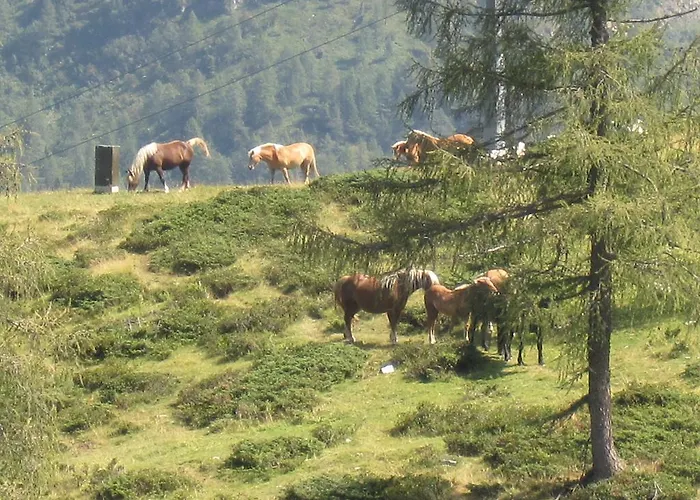 Janschitz Gundersheim